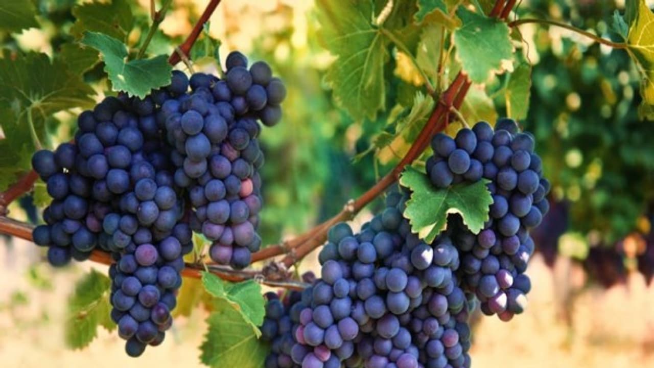 திராட்சை கொத்துக் கொத்தாய் காய்க்கணுமா? அப்போ இந்த முறை விவசாயம் தான் பெஸ்ட்… திராட்சை கொத்துக் கொத்தாய் காய்க்கணுமா? அப்போ இந்த முறை விவசாயம் தான் பெஸ்ட்…