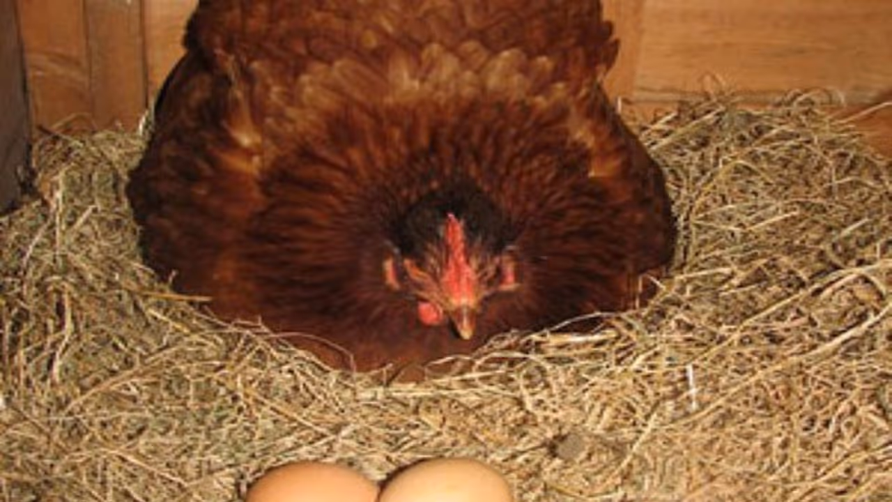 கோழிகள் அடைக்காத்தலின்போது கரு கூடியுள்ள முட்டைகளை கண்டுபிடிப்பது எப்படி? கோழிகள் அடைக்காத்தலின்போது கரு கூடியுள்ள முட்டைகளை கண்டுபிடிப்பது எப்படி?