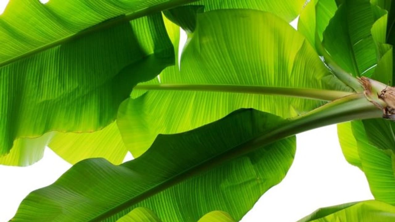 வாழை இலை நடுவில ஒரு கோடு போட்டு ரெண்டா பிரிச்சு வச்சிருக்கே... அந்தக் கோட்டைப் போட்டது யார்? ஒரு சுவாரஸ்ய கதை வாழை இலை நடுவில ஒரு கோடு போட்டு ரெண்டா பிரிச்சு வச்சிருக்கே... அந்தக் கோட்டைப் போட்டது யார்? ஒரு சுவாரஸ்ய கதை