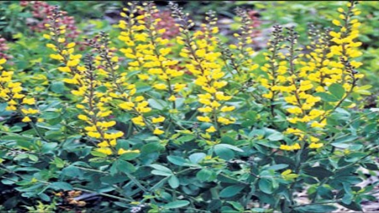 ஔரிச் செடி இலைகளைப் பயன்படுத்தினால் கருகரு முடி பெறலாம்… ஔரிச் செடி இலைகளைப் பயன்படுத்தினால் கருகரு முடி பெறலாம்…