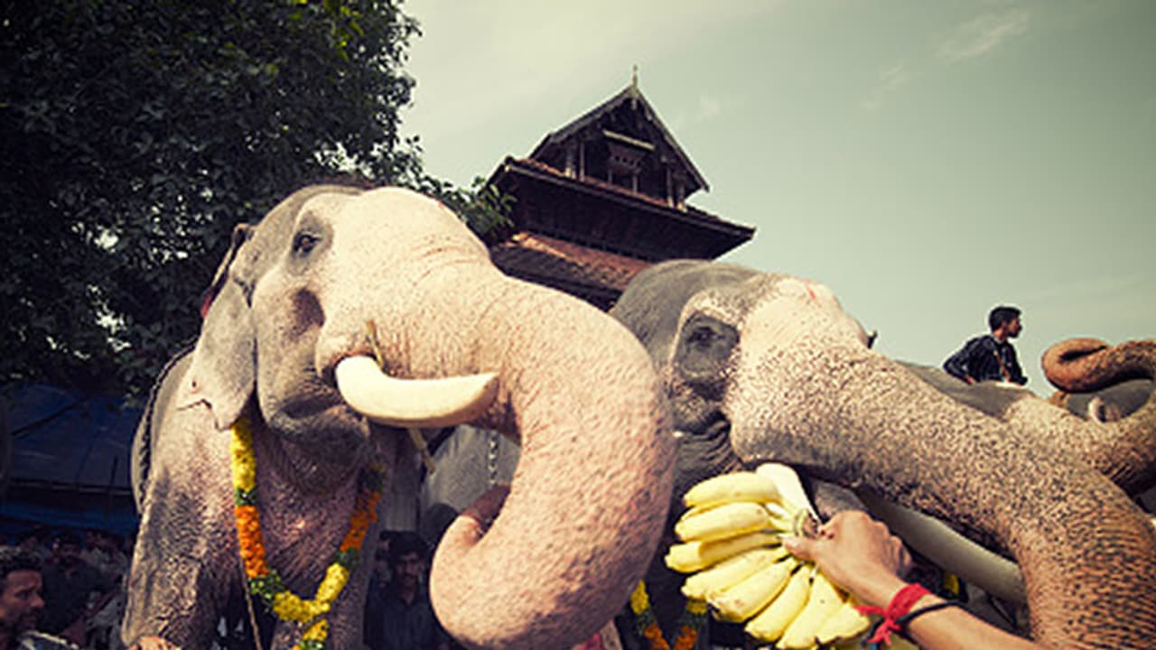 Kerala to have elephant hospital with scanner, X ray Kerala to have elephant hospital with scanner, X ray