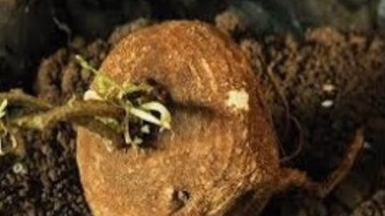 ஆகாச கருடன் மூலிகையில் இவ்வளவு மருத்துவ குணங்கள் இருக்கு. படிச்சு நீங்களும் தெரிஞ்சுக்குங்க... ஆகாச கருடன் மூலிகையில் இவ்வளவு மருத்துவ குணங்கள் இருக்கு. படிச்சு நீங்களும் தெரிஞ்சுக்குங்க...