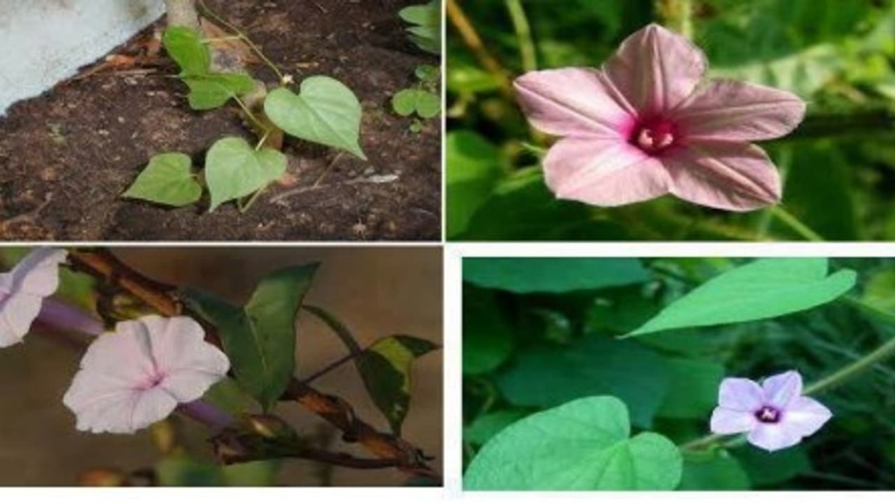 தாளிக்கீரை பற்றி கேள்விப்பட்டு இருக்கிறீர்களா? அதோட இலையில் அவ்வளவு மருத்துவம் இருக்கு… தாளிக்கீரை பற்றி கேள்விப்பட்டு இருக்கிறீர்களா? அதோட இலையில் அவ்வளவு மருத்துவம் இருக்கு…