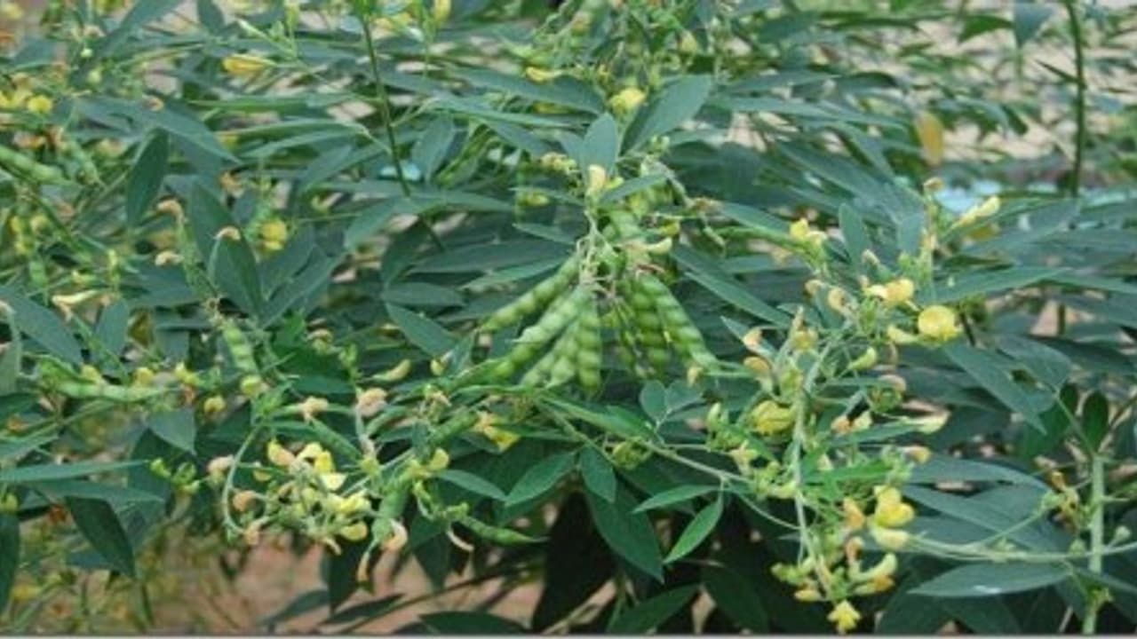 துவரை, அவரையைத் தாக்கும் பூச்சிகளை விரட்ட மூலிகைப் பூச்சி விரட்டி ரெடி… துவரை, அவரையைத் தாக்கும் பூச்சிகளை விரட்ட மூலிகைப் பூச்சி விரட்டி ரெடி…