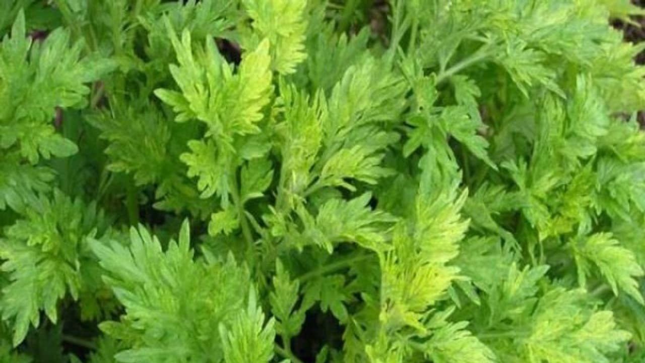 மரிக்கொழுந்தை சாகுபடி செய்வதற்கான நுட்பங்கள் இதோ... மரிக்கொழுந்தை சாகுபடி செய்வதற்கான நுட்பங்கள் இதோ...