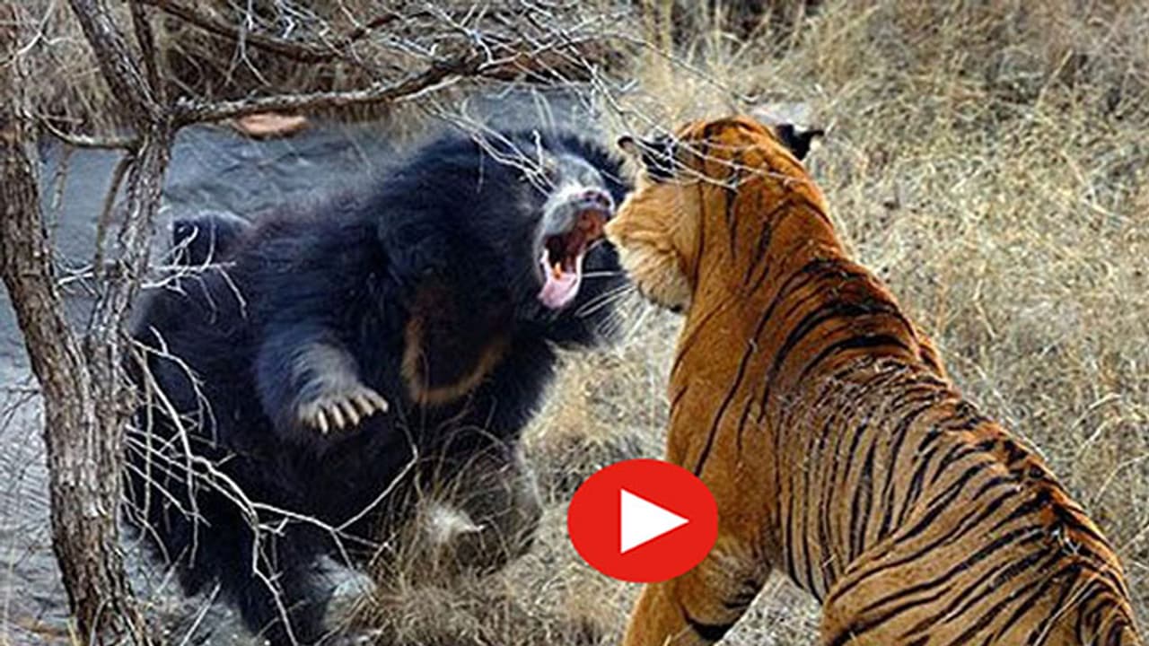 കരടിയും കടുവയും തമ്മില് പൊരിഞ്ഞ പോരാട്ടം കരടിയും കടുവയും തമ്മില് പൊരിഞ്ഞ പോരാട്ടം