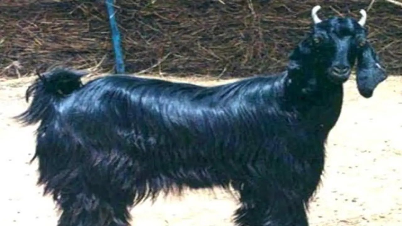 முரட்டு ரோமம் கொண்ட மார்வாரி ஆடு இனத்தின் பயன்பாடு தெரியுமா? முரட்டு ரோமம் கொண்ட மார்வாரி ஆடு இனத்தின் பயன்பாடு தெரியுமா?