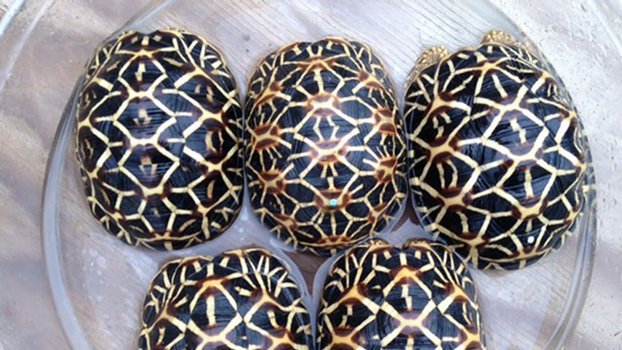 Chennai: 500 live star tortoises seized from airport