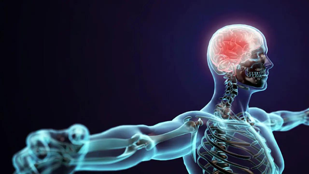 human body muscles bones human body muscles bones