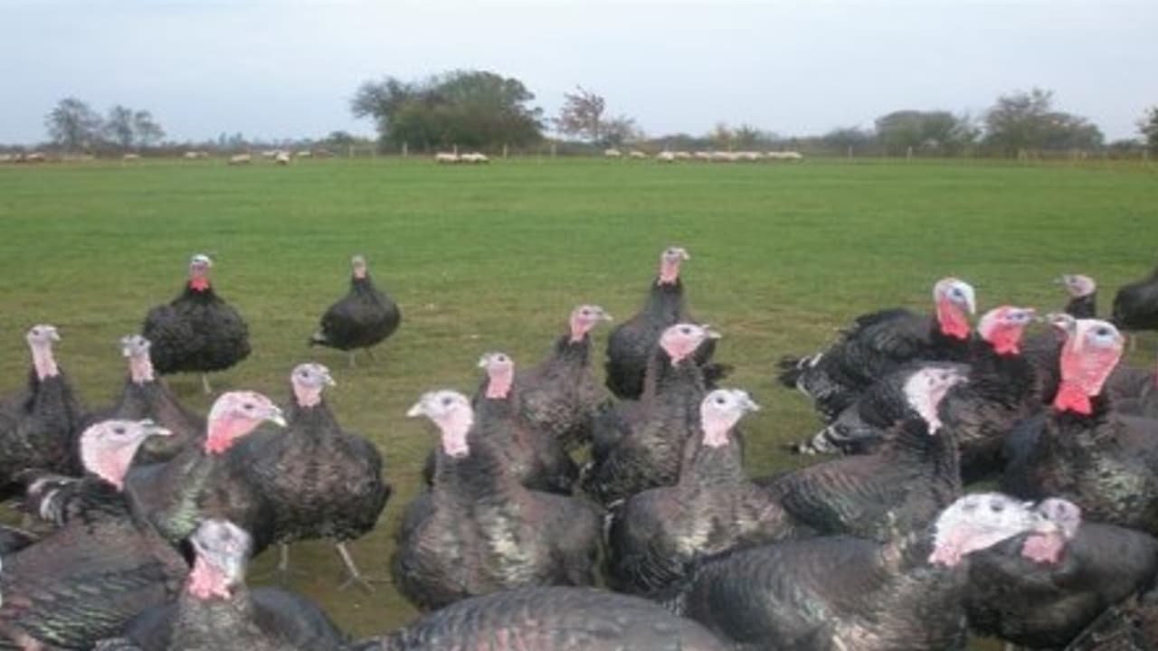 குறைந்த செலவில் வான்கோழிகள் வளர்ப்பது எப்படி? குறைந்த செலவில் வான்கோழிகள் வளர்ப்பது எப்படி?