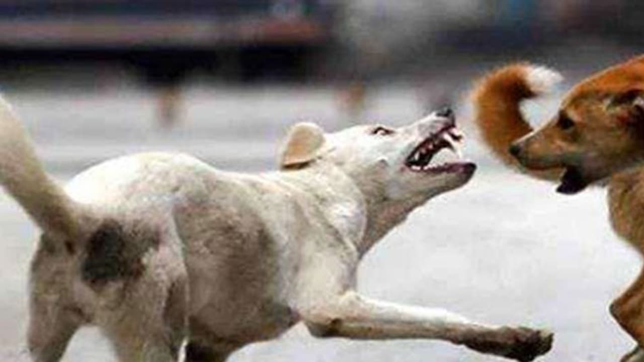 തെരുവ് നായയുടെ കടിയേറ്റ് ഒന്പത് പേര്ക്ക് പരുക്ക്; നാട്ടുകാര് നായയെ തല്ലിക്കൊന്നു തെരുവ് നായയുടെ കടിയേറ്റ് ഒന്പത് പേര്ക്ക് പരുക്ക്; നാട്ടുകാര് നായയെ തല്ലിക്കൊന്നു