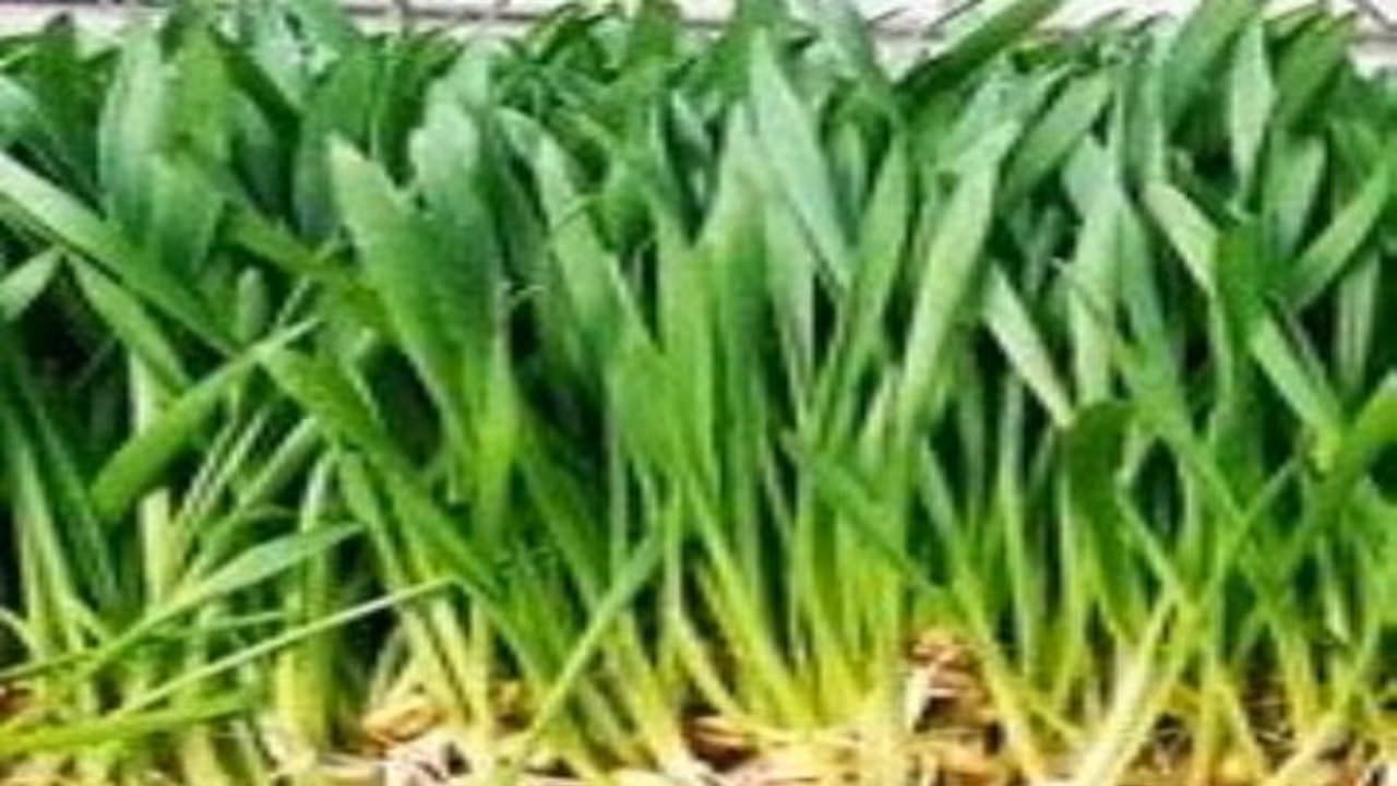 பசுந்தீவன உற்பத்தி செய்வதால் கிடைக்கு நன்மைகள் என்னென்ன? பசுந்தீவன உற்பத்தி செய்வதால் கிடைக்கு நன்மைகள் என்னென்ன?