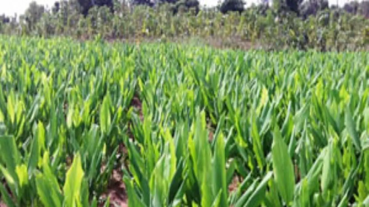 மஞ்சளுக்கான நிலத்தை எப்படி தேர்வு செய்து பராமரிப்பது? மஞ்சளுக்கான நிலத்தை எப்படி தேர்வு செய்து பராமரிப்பது?