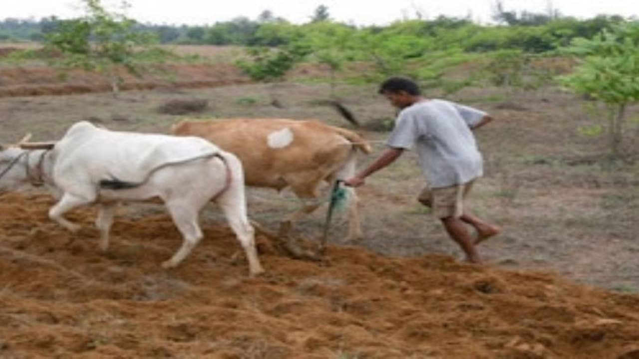 பழமரச் சாகுபடியாளர்களுக்கு ஏன் கோடை உழவு ஏற்றது? பழமரச் சாகுபடியாளர்களுக்கு ஏன் கோடை உழவு ஏற்றது?