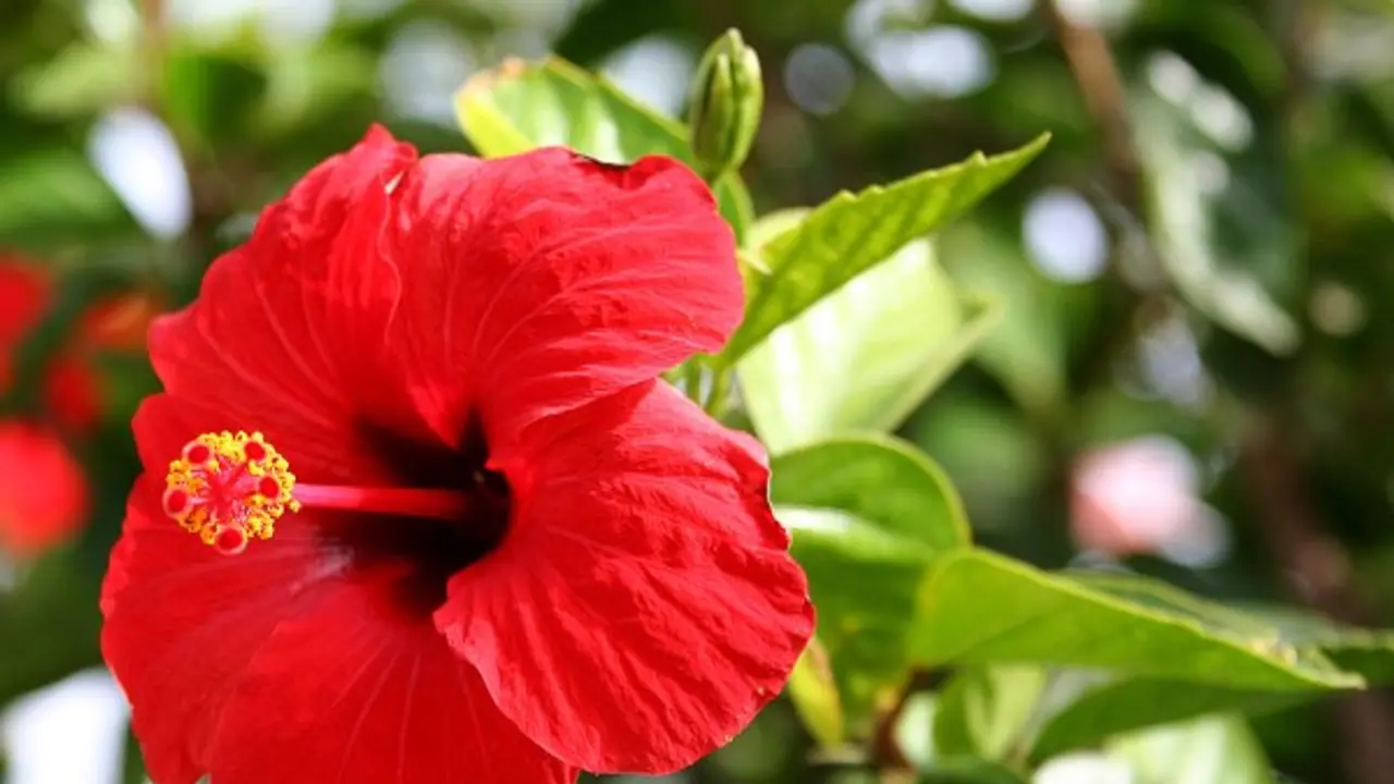 உங்களுக்குத் தெரியுமா? செம்பருத்திப் பூவுக்கு மனிதனின் கோபத்தை தணிக்கும் சக்தி இருக்காம்... உங்களுக்குத் தெரியுமா? செம்பருத்திப் பூவுக்கு மனிதனின் கோபத்தை தணிக்கும் சக்தி இருக்காம்...