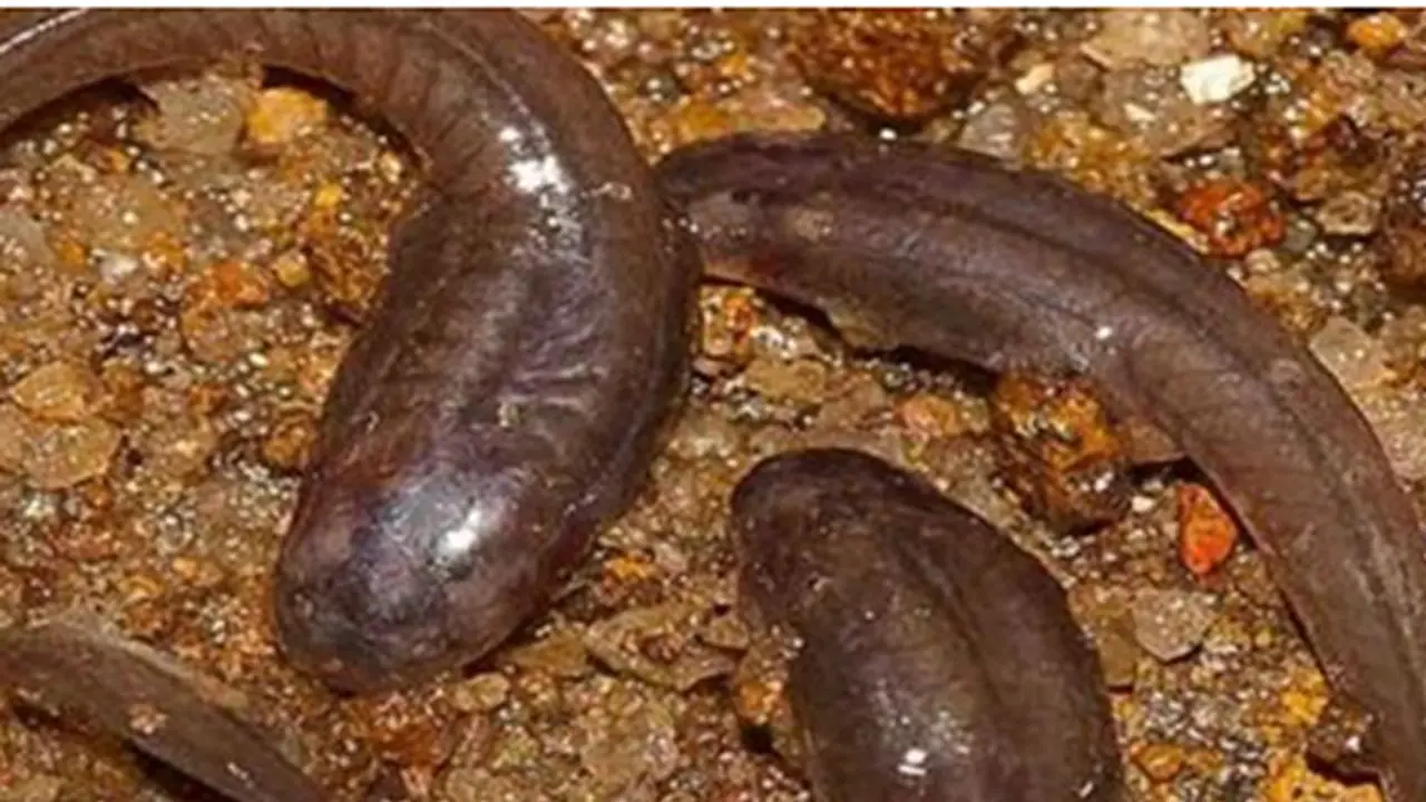 2016: India's year of dancing tadpoles and sorting hat spiders 2016: India's year of dancing tadpoles and sorting hat spiders