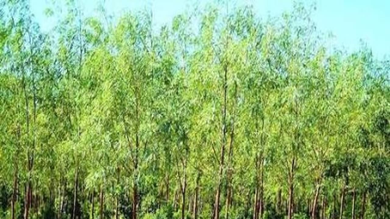 விலை உயர்ந்த மரமான சந்தன மரத்தை நட என்னவெல்லாம் செய்யணும்… விலை உயர்ந்த மரமான சந்தன மரத்தை நட என்னவெல்லாம் செய்யணும்…