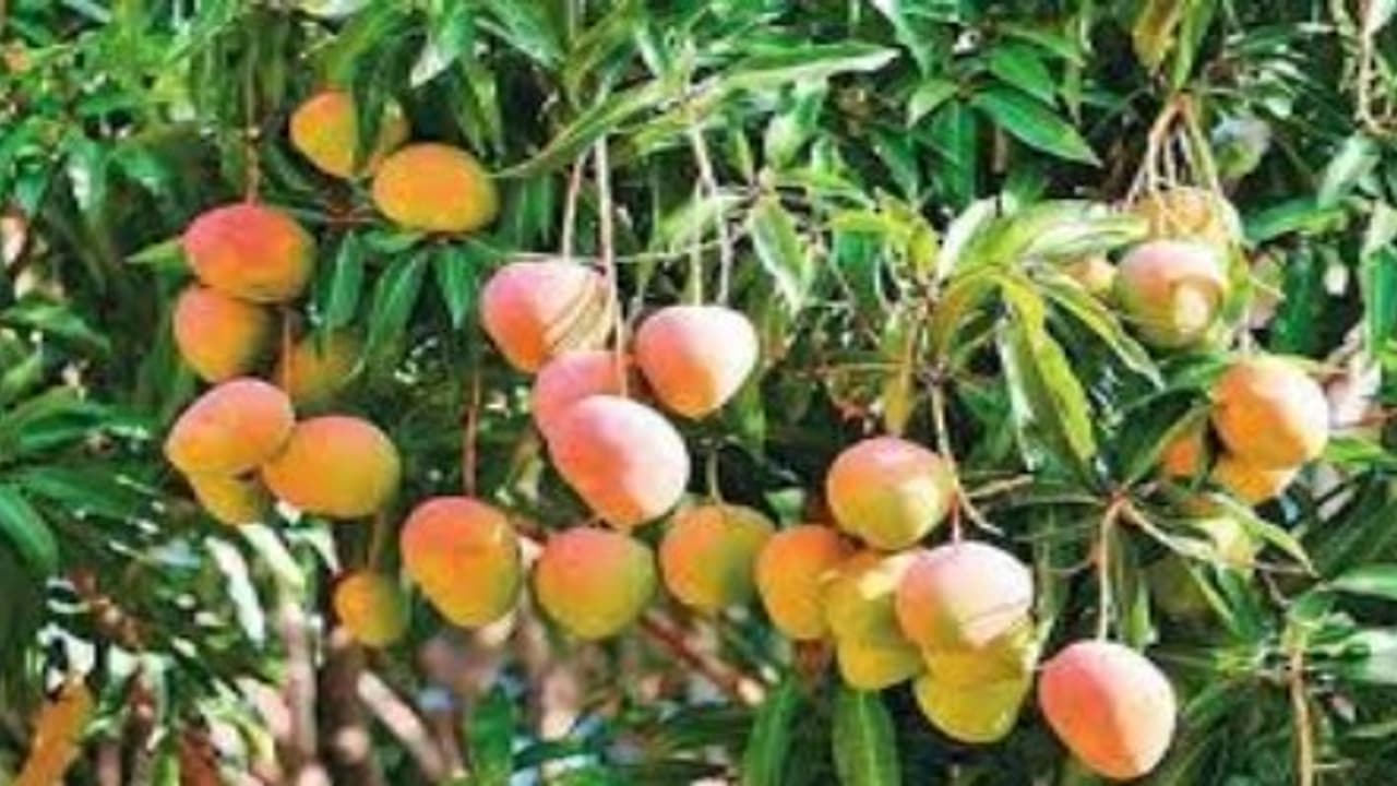 மா சாகுபடியில் விளைச்சலை அதிகரிக்கனுமா? இதை வாசிங்க… மா சாகுபடியில் விளைச்சலை அதிகரிக்கனுமா? இதை வாசிங்க…