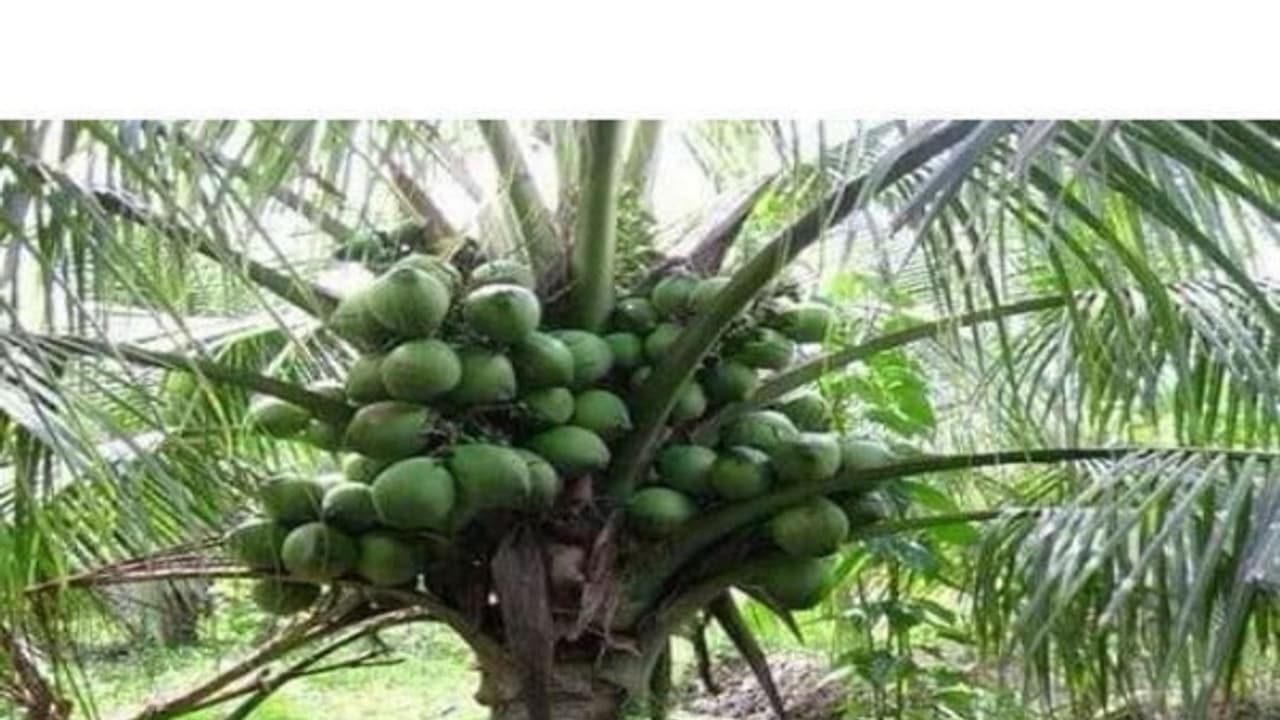 தென்னை நார்க்கழிவில் இருந்து தயாரிக்கப்படும் உரத்தில் எவ்வளவு சத்துகள் இருக்கு தெரியுமா? தென்னை நார்க்கழிவில் இருந்து தயாரிக்கப்படும் உரத்தில் எவ்வளவு சத்துகள் இருக்கு தெரியுமா?