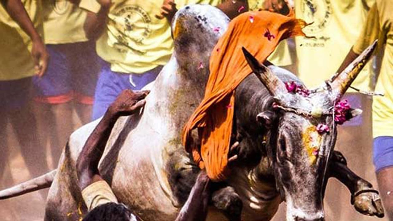 Jallikattu Protests: A call to preserve Tamizh pride, tradition Jallikattu Protests: A call to preserve Tamizh pride, tradition