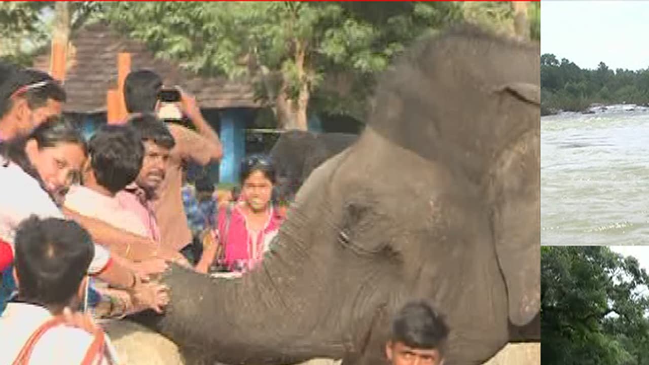 ದುಬಾರೆ ಆನೆ ಶಿಬಿರದಲ್ಲೀಗ ಹೊಸ ಲೋಕ ಅನಾವರಣ: ವೀಕೆಂಡ್ ಪ್ರಿಯರಿಗೆ ಫೇವರಿಟ್ ಸ್ಪಾಟ್ ದುಬಾರೆ ಆನೆ ಶಿಬಿರದಲ್ಲೀಗ ಹೊಸ ಲೋಕ ಅನಾವರಣ: ವೀಕೆಂಡ್ ಪ್ರಿಯರಿಗೆ ಫೇವರಿಟ್ ಸ್ಪಾಟ್