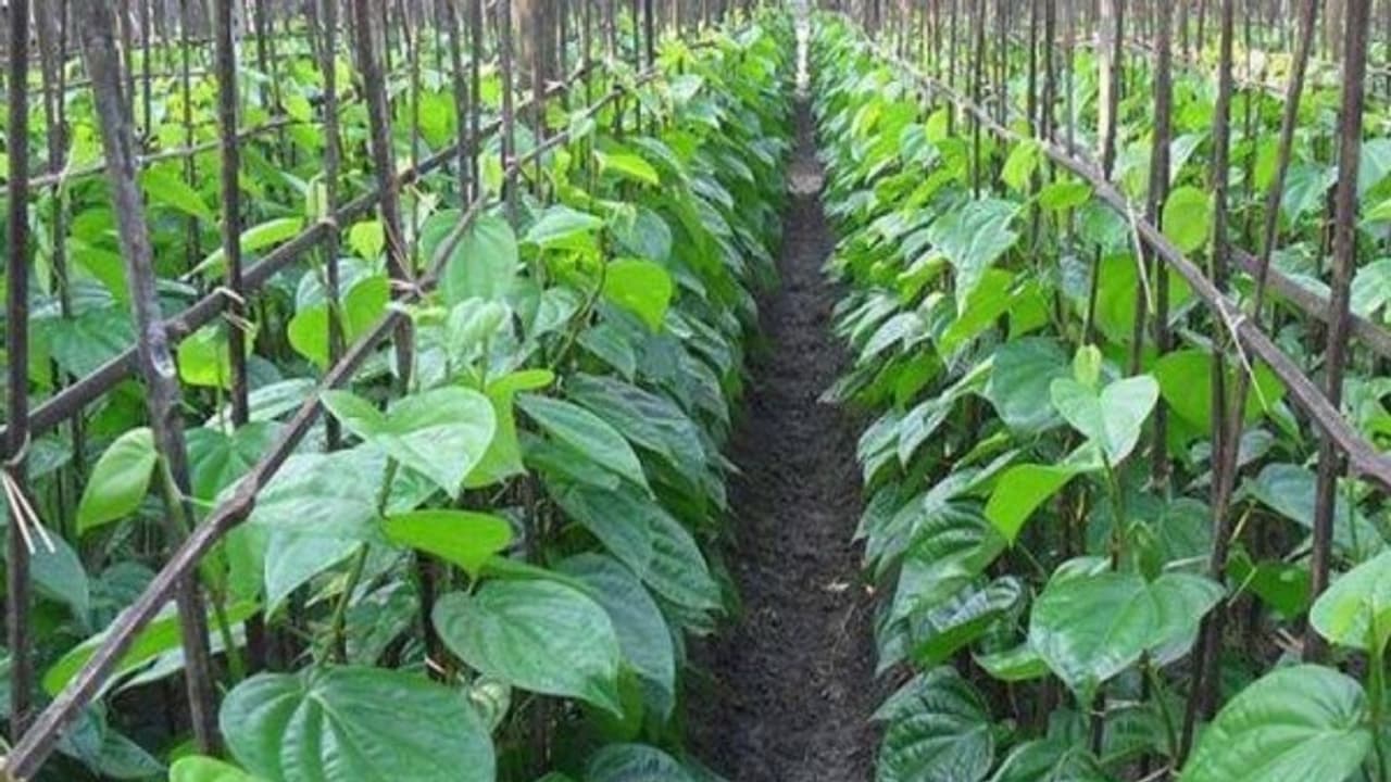 இந்த நோயில் இருந்து மட்டும் வெற்றிலையை காப்பாற்றிவிட்டால் நல்ல மகசூல் பார்க்கலாம்...