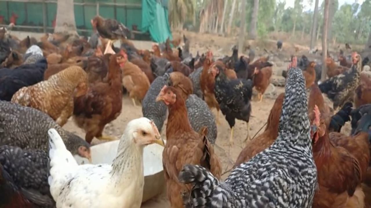 இந்த முறைப்படி தேர்வு செய்த நாட்டுக் கோழிகளை வளர்த்தால் நல்ல லாபம் பார்க்கலாம்... இந்த முறைப்படி தேர்வு செய்த நாட்டுக் கோழிகளை வளர்த்தால் நல்ல லாபம் பார்க்கலாம்...