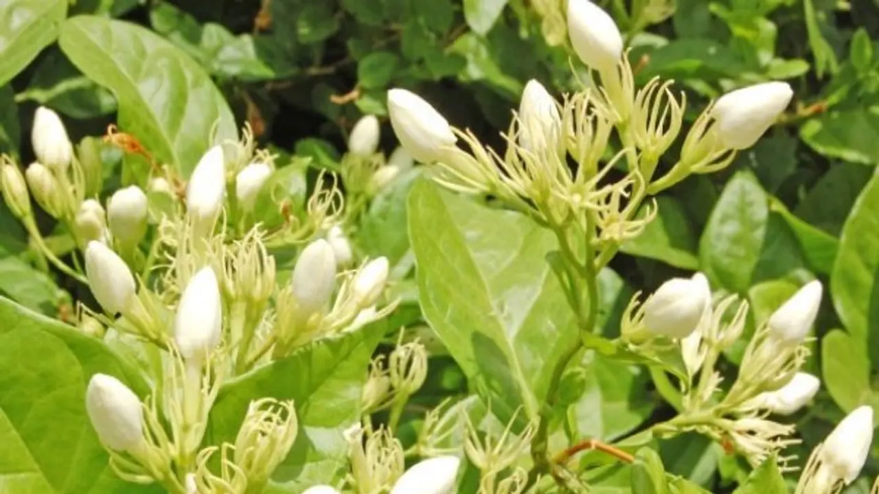 மல்லிகையில் இந்த இயற்கை சாகுபடி முறையை பின்பற்றினால் வருடம் முழுவதும் பூக்கள் பறிக்கலாம்… மல்லிகையில் இந்த இயற்கை சாகுபடி முறையை பின்பற்றினால் வருடம் முழுவதும் பூக்கள் பறிக்கலாம்…