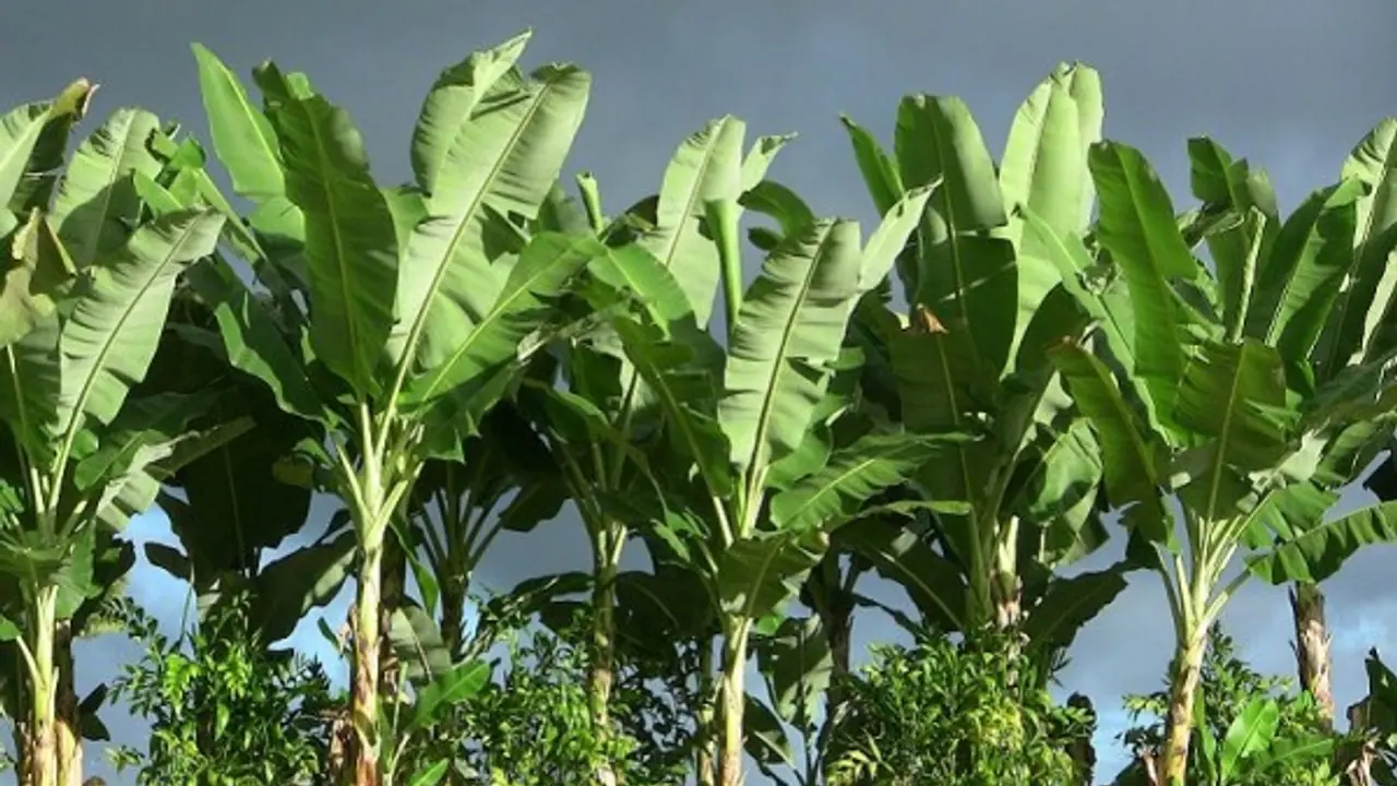 வாழையைத் தாக்கும் முக்கியமான மூன்று நோய்களும், அதனைத் தடுக்கும் முறைகளும் இதோ... 