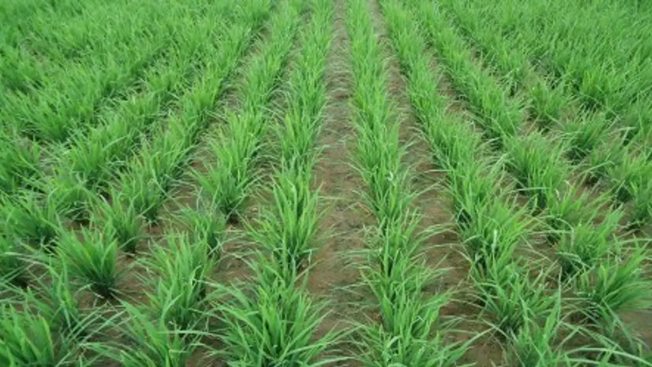 நெல் அறுவடைக்கு பின் செய் நேர்த்தி இப்படிதான் செய்யனும்… நெல் அறுவடைக்கு பின் செய் நேர்த்தி இப்படிதான் செய்யனும்…