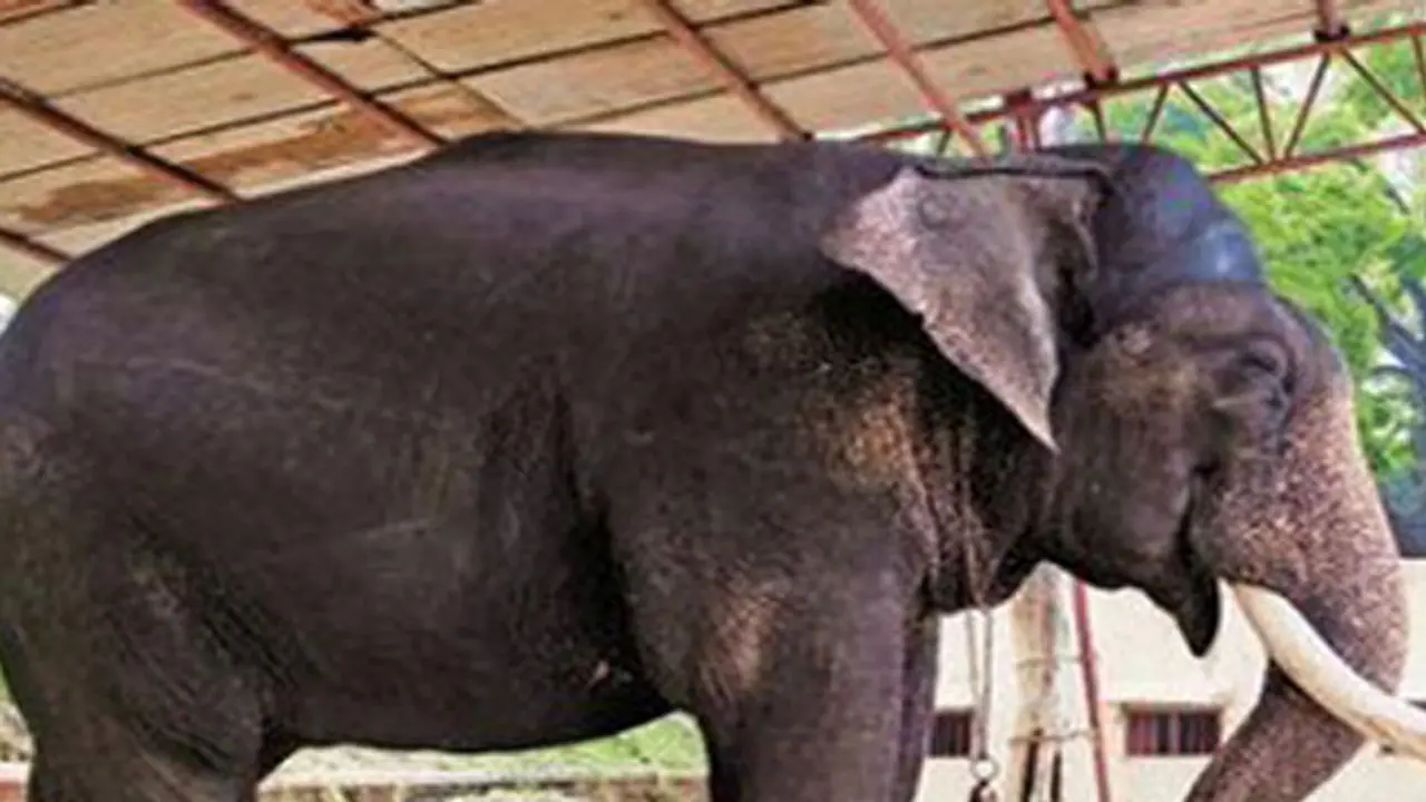 Arjuna is the toughest at 5240 kg! Arjuna is the toughest at 5240 kg!