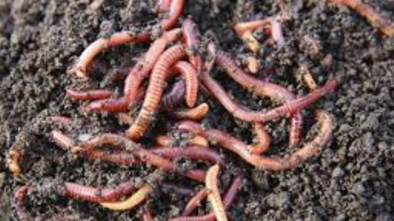 நோய் கிருமிகளை மண்புழுக்களின் உயிர் உர தொழில்நுட்பம் ஒரு பார்வை… நோய் கிருமிகளை மண்புழுக்களின் உயிர் உர தொழில்நுட்பம் ஒரு பார்வை…