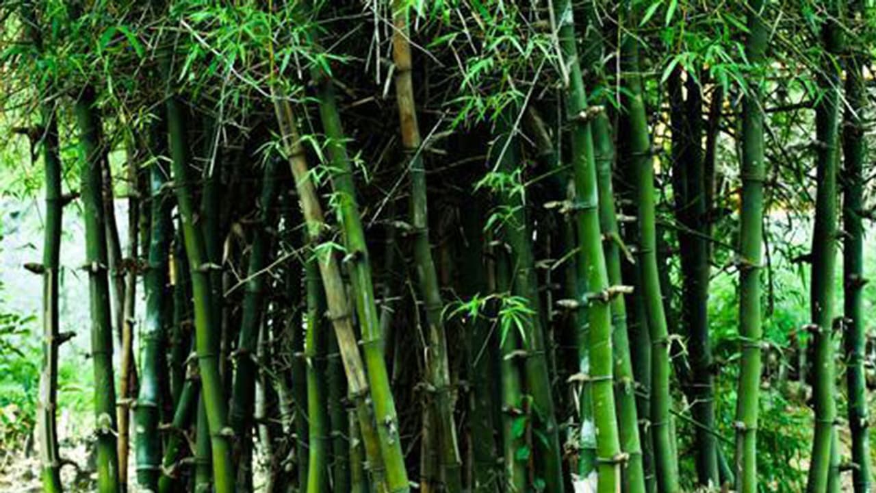 ಬಿದಿರು ಮರವಲ್ಲ; ಅರಣ್ಯ ತಿದ್ದುಪಡಿ ಕಾಯ್ದೆಗೆ ಸಂಪುಟ ಒಪ್ಪಿಗೆ ಬಿದಿರು ಮರವಲ್ಲ; ಅರಣ್ಯ ತಿದ್ದುಪಡಿ ಕಾಯ್ದೆಗೆ ಸಂಪುಟ ಒಪ್ಪಿಗೆ