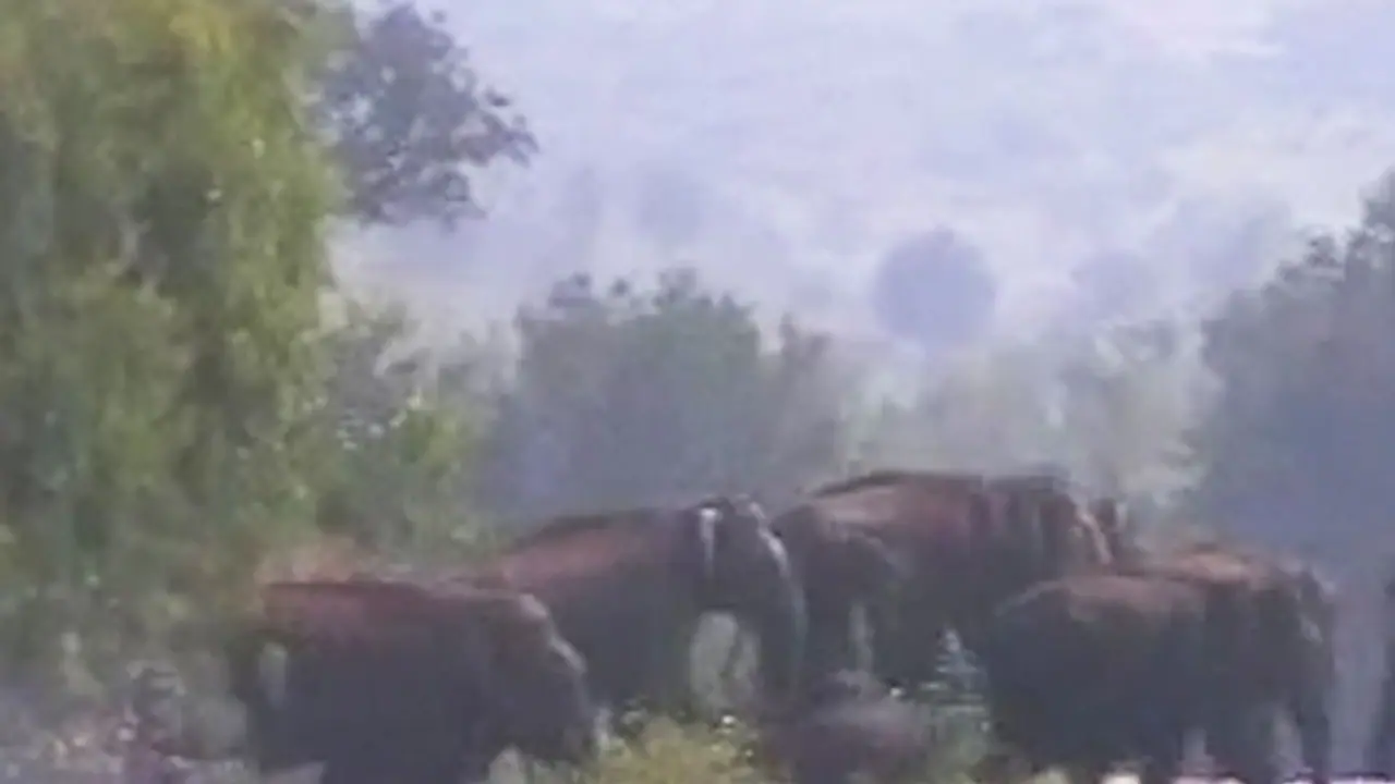 Only licensed elephant hunter Nawab Shafat hired to kill elephant Only licensed elephant hunter Nawab Shafat hired to kill elephant