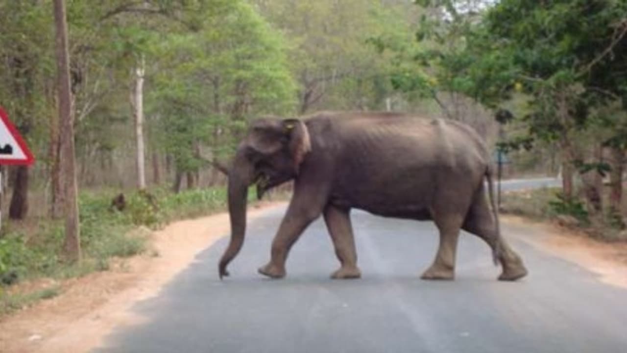 அடுத்தடுத்து 4 பேரை விரட்டி விரட்டி கொன்ற ஒற்றை யானை…கோவை போத்தனூரில் பதற்றம் அடுத்தடுத்து 4 பேரை விரட்டி விரட்டி கொன்ற ஒற்றை யானை…கோவை போத்தனூரில் பதற்றம்