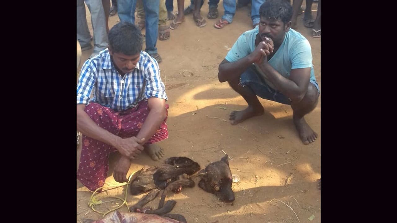 Police apprehend two people selling dog meat to restaurants in AP Police apprehend two people selling dog meat to restaurants in AP