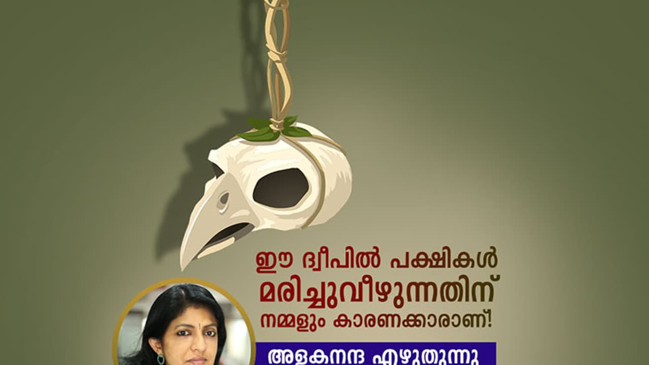 ഈ ദ്വീപില് പക്ഷികള് മരിച്ചുവീഴുന്നതിന് നമ്മളും കാരണക്കാരാണ്! ഈ ദ്വീപില് പക്ഷികള് മരിച്ചുവീഴുന്നതിന് നമ്മളും കാരണക്കാരാണ്!