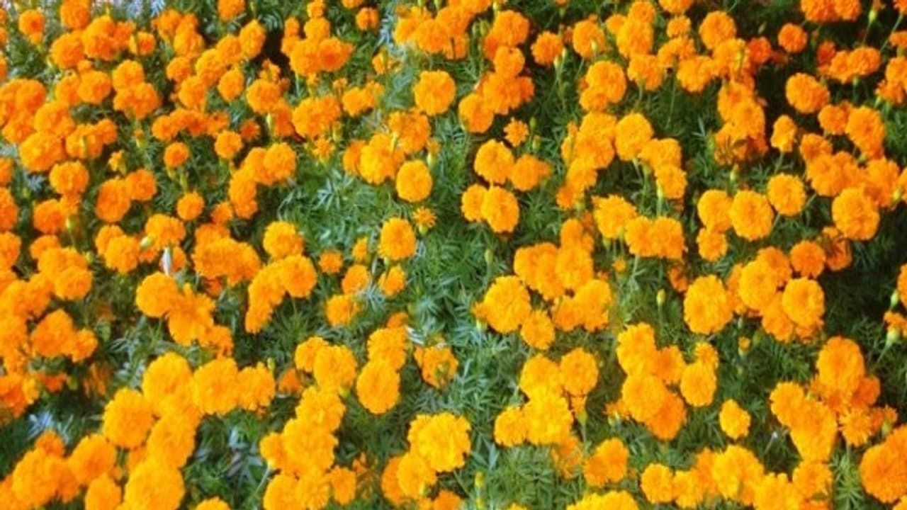 இயற்கை முறையில் செண்டு மல்லி சாகுபடி செய்வது எப்படி? இயற்கை முறையில் செண்டு மல்லி சாகுபடி செய்வது எப்படி?