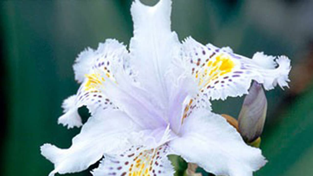 ఈ పువ్వు ధర 20 కోట్లు మాత్రమే ఈ పువ్వు ధర 20 కోట్లు మాత్రమే