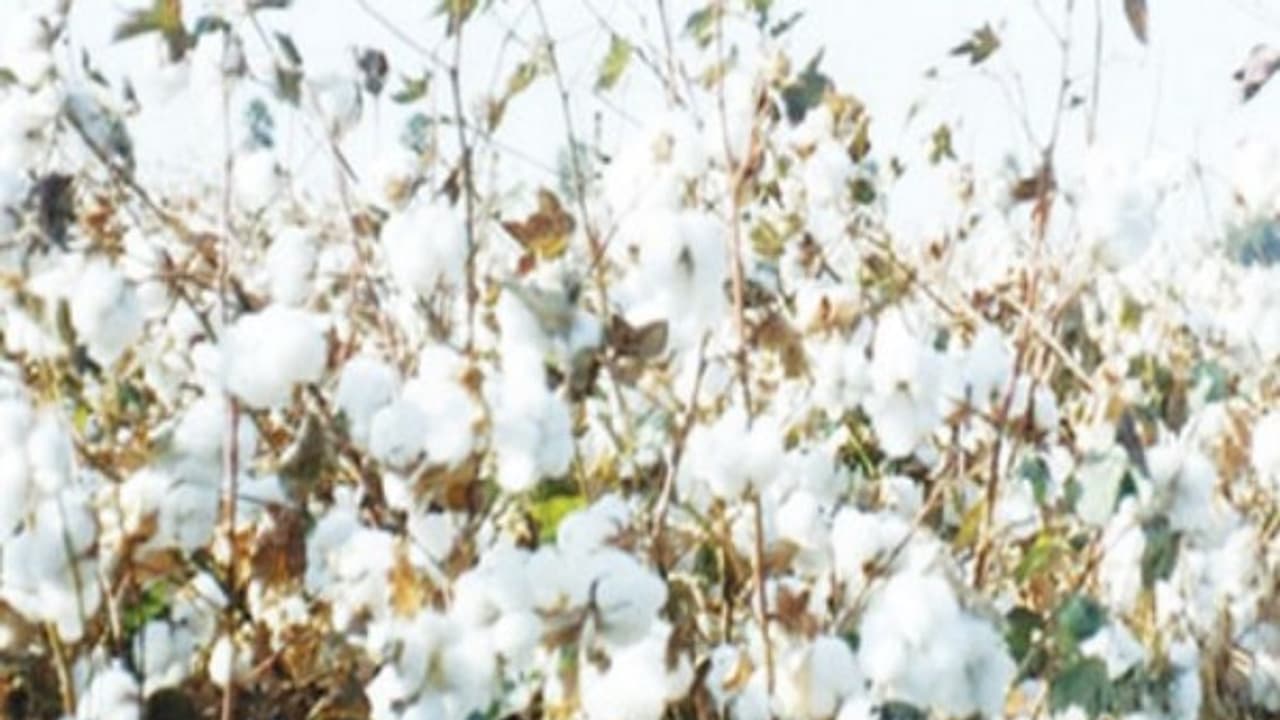 பருத்தியில் பூச்சி மேலாண்மையை எப்படியெல்லாம் மேற்கொள்ளலாம். வாசிச்சு தெரிஞ்சுக்குங்க...