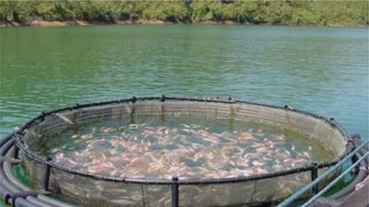 கூட்டு மீன் வளர்ப்பில் விரால் வளர்க்கலாமா? எவ்வளவு லாபம் கிடைக்கும்... கூட்டு மீன் வளர்ப்பில் விரால் வளர்க்கலாமா? எவ்வளவு லாபம் கிடைக்கும்...