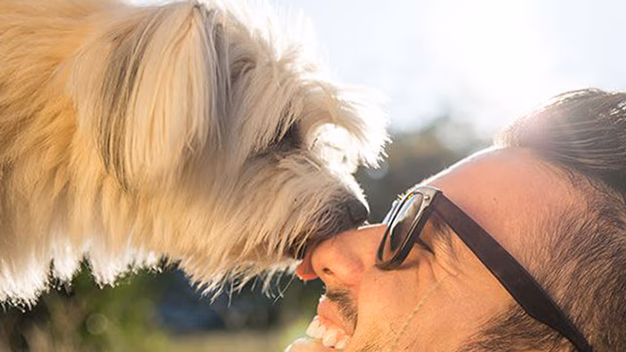 ഒളിക്കേണ്ട: നായകള്ക്ക് എല്ലാം അറിയാം ഒളിക്കേണ്ട: നായകള്ക്ക് എല്ലാം അറിയാം