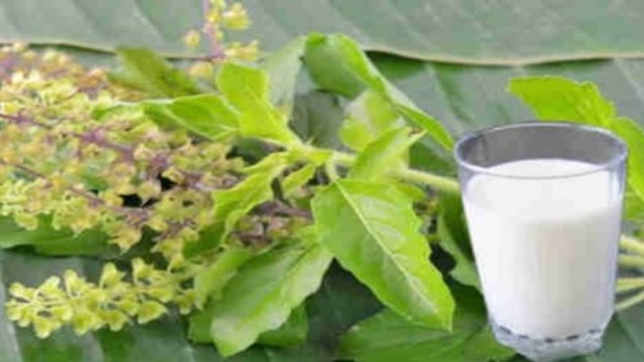 பாலில் துளசி சேர்த்து குடித்தால் இவ்வளவு நன்மைகளா...!!! பாலில் துளசி சேர்த்து குடித்தால் இவ்வளவு நன்மைகளா...!!!