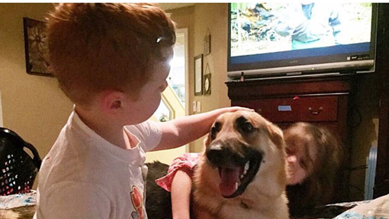 ഏഴുവയസ്സുകാരിയെ രക്ഷിക്കാന് വിഷപ്പാമ്പിന്റെ ആക്രമണമേറ്റു വാങ്ങിയ പട്ടി! ഏഴുവയസ്സുകാരിയെ രക്ഷിക്കാന് വിഷപ്പാമ്പിന്റെ ആക്രമണമേറ്റു വാങ്ങിയ പട്ടി!