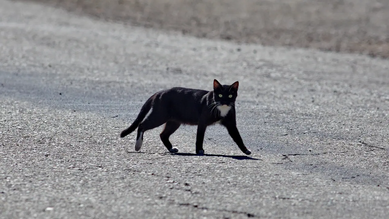 பயணத்தின் போது கருப்பு பூனை குறுக்கே வந்தால் அபசகுனமா?ஜோதிடம் கூறுவது என்ன? பயணத்தின் போது கருப்பு பூனை குறுக்கே வந்தால் அபசகுனமா?ஜோதிடம் கூறுவது என்ன?