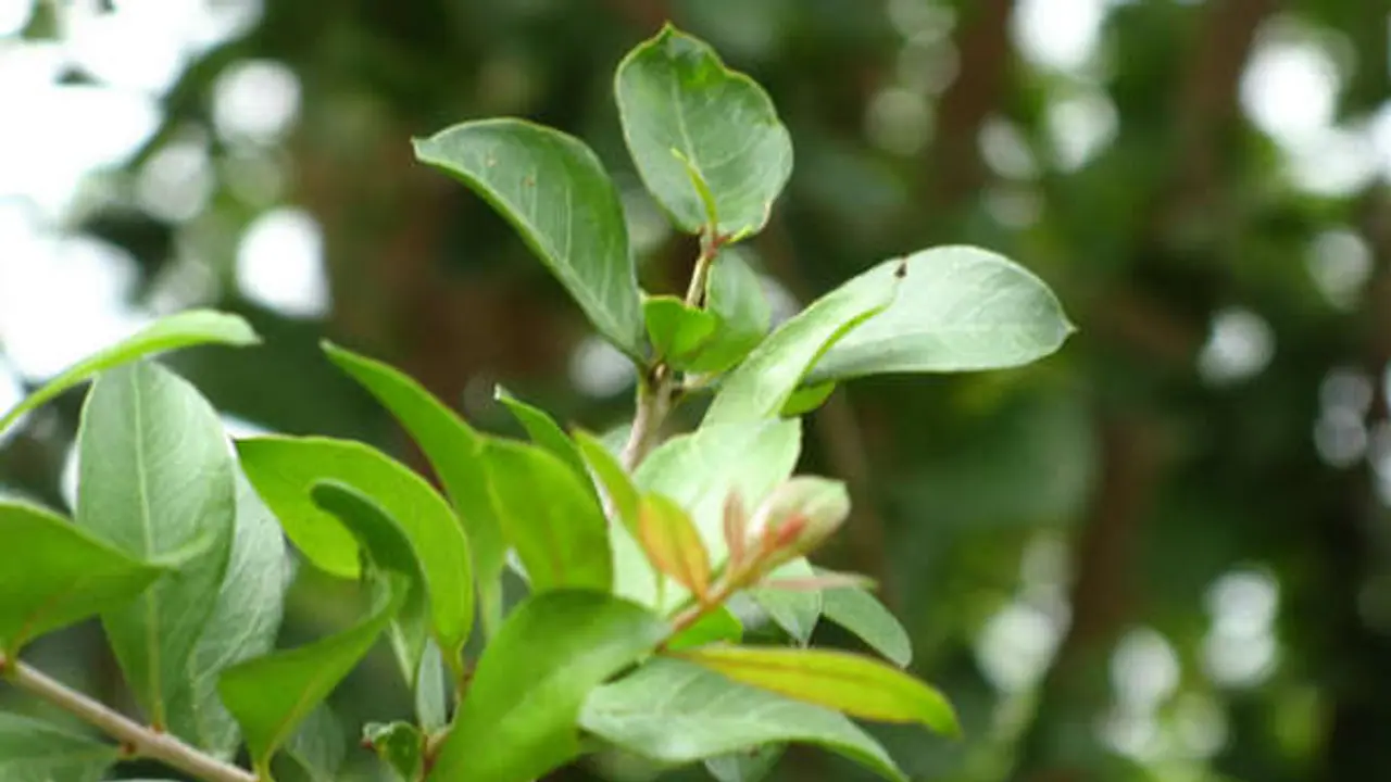 நேரமே சரியில்லையா? இந்த இலைகள் இருந்தால் போதும்.. எந்த கெட்ட சம்பவமும் நடக்காது.. நேரமே சரியில்லையா? இந்த இலைகள் இருந்தால் போதும்.. எந்த கெட்ட சம்பவமும் நடக்காது..