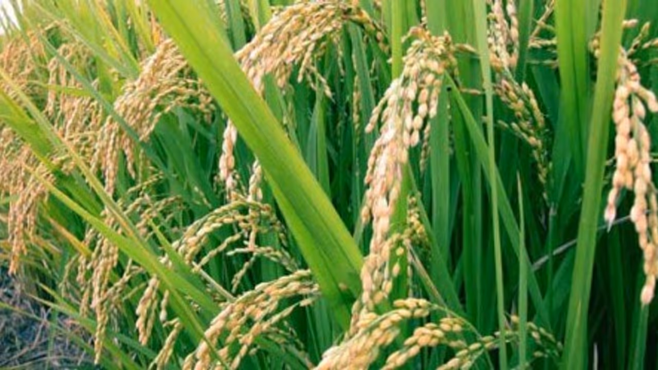 நெற்பயிரில் தோன்றும் நோய்கள் மற்றும் தடுக்கும் முறைகள்… நெற்பயிரில் தோன்றும் நோய்கள் மற்றும் தடுக்கும் முறைகள்…