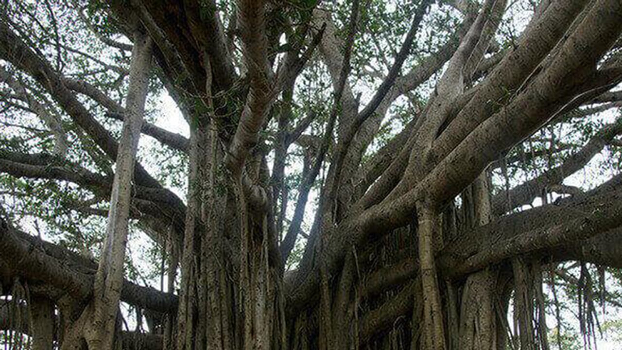 ದೊಡ್ಡಾಲದ ಮರ ನಿರ್ವಹಣೆಗೆ ಸಮಿತಿ ರಚನೆ ದೊಡ್ಡಾಲದ ಮರ ನಿರ್ವಹಣೆಗೆ ಸಮಿತಿ ರಚನೆ