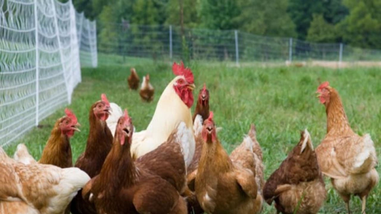 வண்ணக் கோழிகளில் இவ்வளவு சிறப்பியல்புகள் இருக்கிறது? படிங்க ஆச்சரியப்படுவீங்க... வண்ணக் கோழிகளில் இவ்வளவு சிறப்பியல்புகள் இருக்கிறது? படிங்க ஆச்சரியப்படுவீங்க...