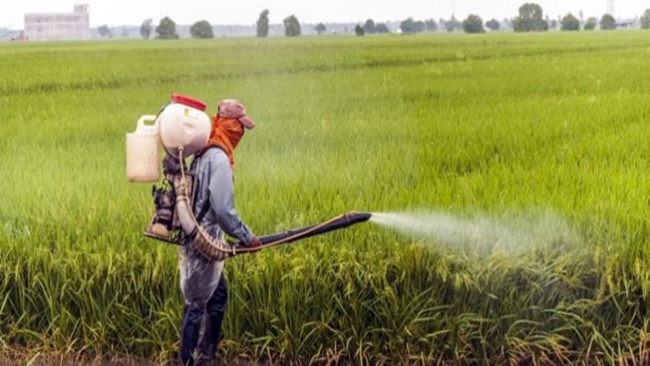 பூச்சிக் கொல்லியால் ஏற்படும் உயிரிழப்பை தடுப்பதற்கான முன்னெச்சரிக்கைகள் நடவடிக்கைகள் இதோ... பூச்சிக் கொல்லியால் ஏற்படும் உயிரிழப்பை தடுப்பதற்கான முன்னெச்சரிக்கைகள் நடவடிக்கைகள் இதோ...